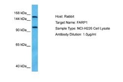 FARP1 Antibody, Novus Biologicals 100 &mu;L; Unconjugated:Antibodies, Polyclonal